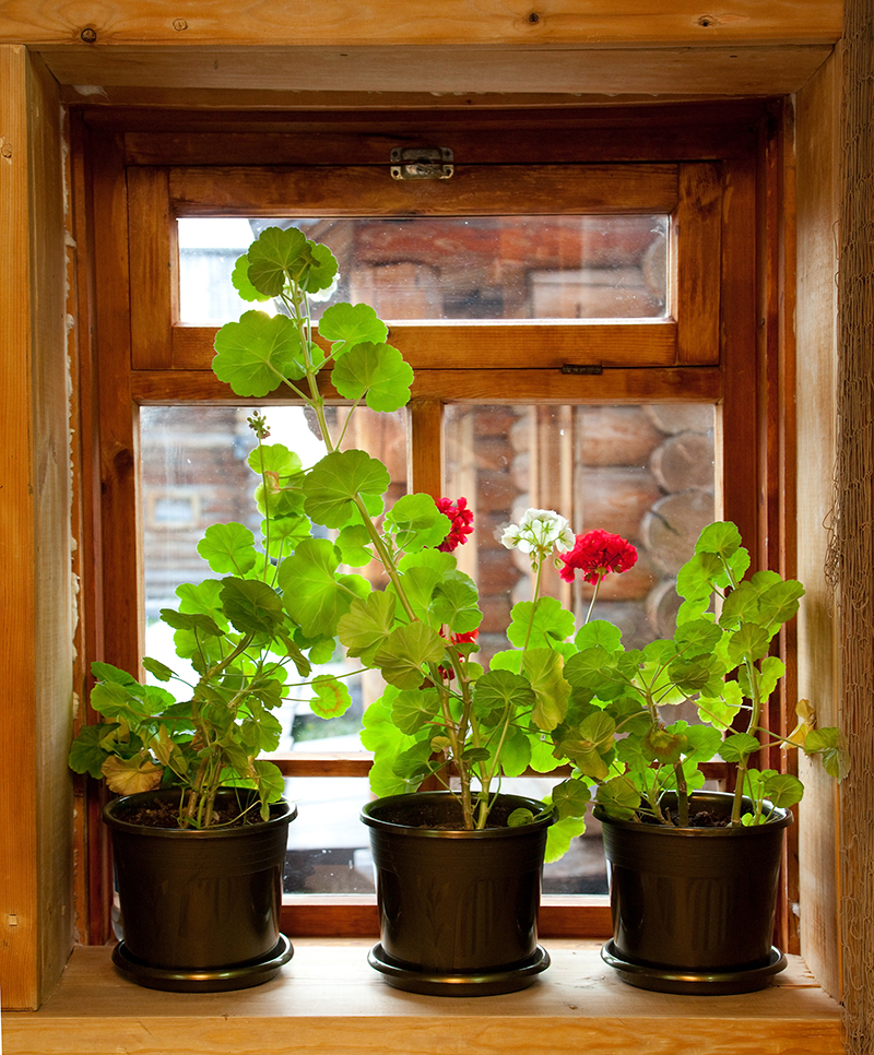 flowers  / two flowers flowers  / popular flowers