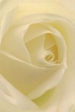 This evocative image draws you into the luminous heart of a creamy-white rose, cradled in Upper Norwood's gentle morning light. The petals unwind in an elegant spiral, their velvety texture accentuated by subtle shadows that dance between swirls of ivory and cream. The effect is one of serene beauty, as if nature and artistry have combined to create a perfect moment-raw yet refined. The nearly translucent edges of each petal hint at fragility, while their pristine arrangement evokes the quiet wisdom of seasoned florists who know the language of flowers by heart. To me, as someone devoted to Upper Norwood's floral traditions, this rose is a pure expression of reverence, hope, and admiration-suitable for occasions ranging from sympathetic gestures to the celebration of new beginnings in the local community. Every fold and flourish carries with it the imagination of sweet fragrance drifting softly through a home near the heights of Westow Park. Above all, this elegant bloom embodies the grace, artistry, and local significance that mark each special moment in Upper Norwood, all captured in a single, flawless rose.